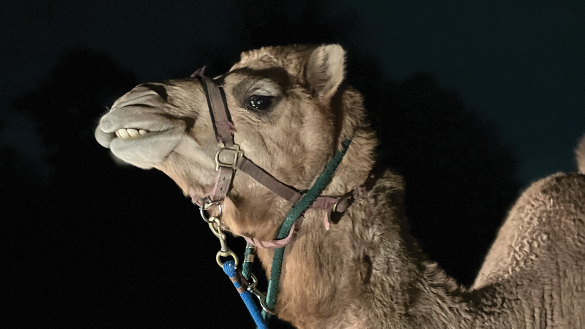 camel_1948_web.jpg